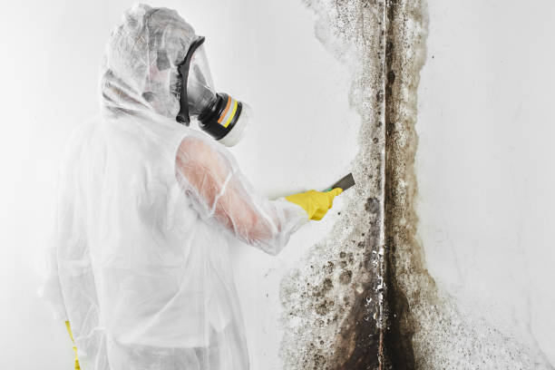 Best Mold Cleaning Services  in Emerson, NJ