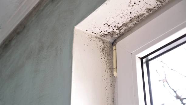 Reliable Emerson, NJ Mold Removal Solutions