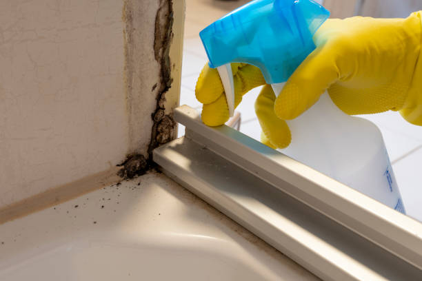 Mold Removal and Inspection in Emerson, NJ