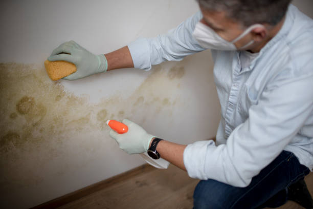 Best Local Mold Removal Service  in Emerson, NJ