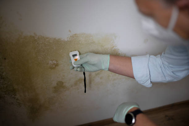 Best Toxic Mold Removal  in Emerson, NJ