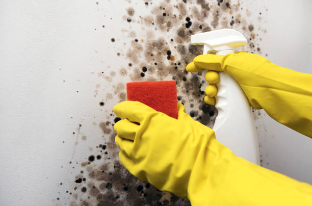 Best Residential Mold Removal  in Emerson, NJ