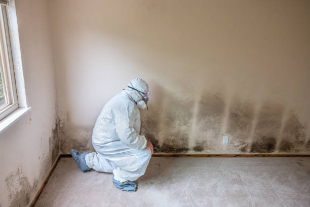 Best Home Mold Removal  in Emerson, NJ