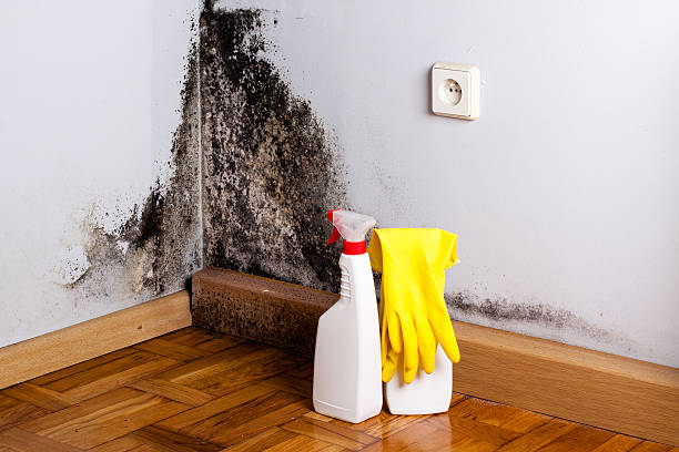 Best Affordable Mold Removal  in Emerson, NJ