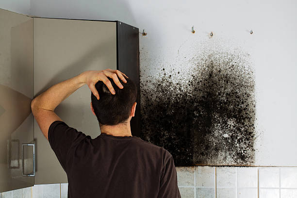 Best Commercial Mold Removal  in Emerson, NJ