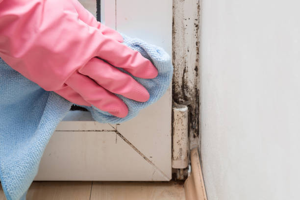 Best Fast Mold Removal  in Emerson, NJ