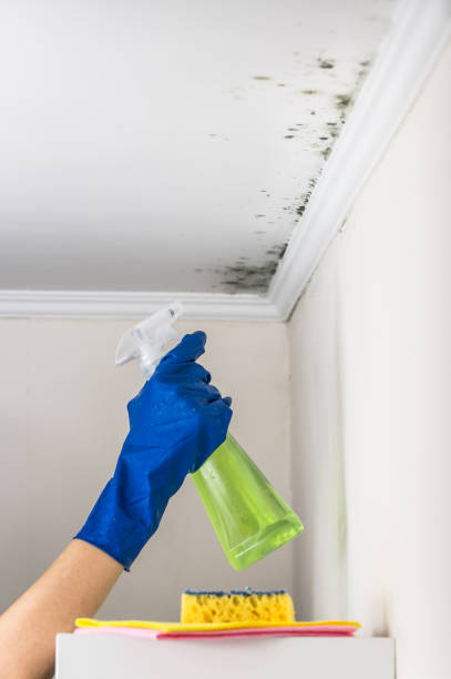 Best Black Mold Removal  in Emerson, NJ